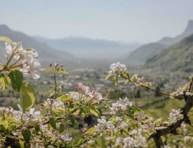”Lana in fiore”: da 1 a 30 aprile passeggiate, mercati e masi aperti