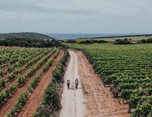 Enoturismo, “I Sentieri del Carignano” si presentano a Milano il 13 marzo