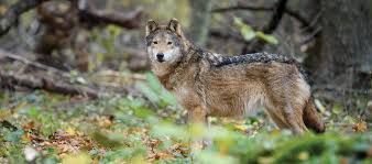 Wild Life Wolf  declassamento lupo non risolve problemi
