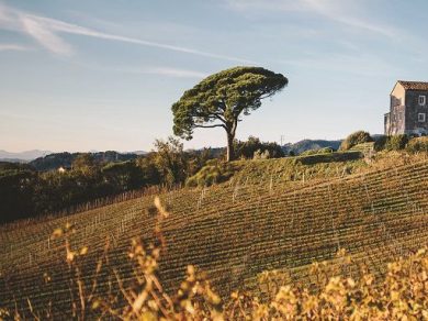 Vino, esce l’annata 2024 de “I Pini di Corsano” di Terenzuola