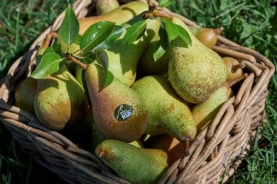 Pere Emilia Romagna Igp, in 2025 produzione cresce a 4.500 tonn.