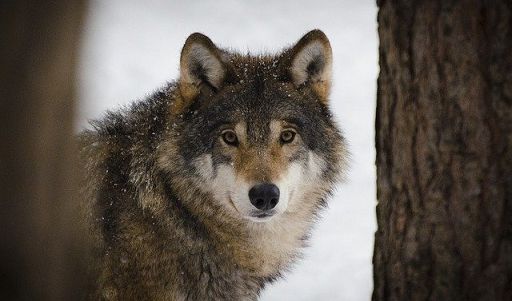 Fedagripesca Toscana: insufficienti misure attuali contro lupi Fedagripesca Toscana: insufficienti misure attuali contro lupi