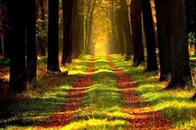 Foresta Vaia ripristinata adatta per mercato crediti carbonio