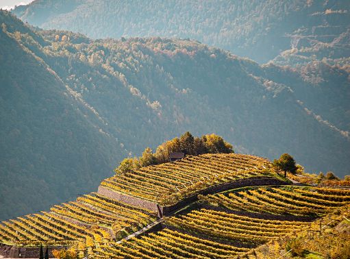 Cembra Cantina di Montagna presenta “Oro Rosso Blanc de Noirs Riserva”