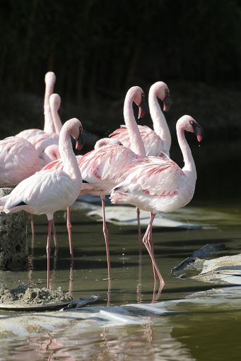 Cambio alla guida di Zoomarine, Openature avvia rilancio del parco