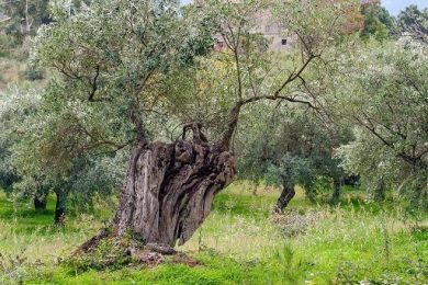 Al Colosseo Coldiretti rinnova potatura ulivi antichi romani
