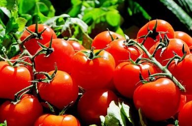Non soddisfa l’accordo quadro pomodoro industria Nord Italia