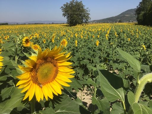 Confagri Vicenza: rincari folli, a rischio semine di mais