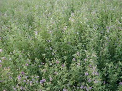 Filiera Foraggi: con chiusura Stretto Hormuz colpita erba medica