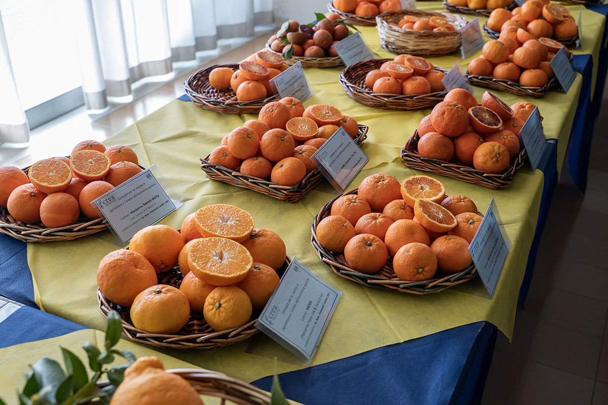 Agrumi, ad Acireale la più grande banca genetica d’Europa Agrumi, ad Acireale la più grande banca genetica d’Europa