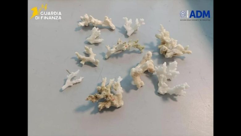 VIDEO | Sequestrato corallo all’aeroporto di Palermo, sanzionati due turisti