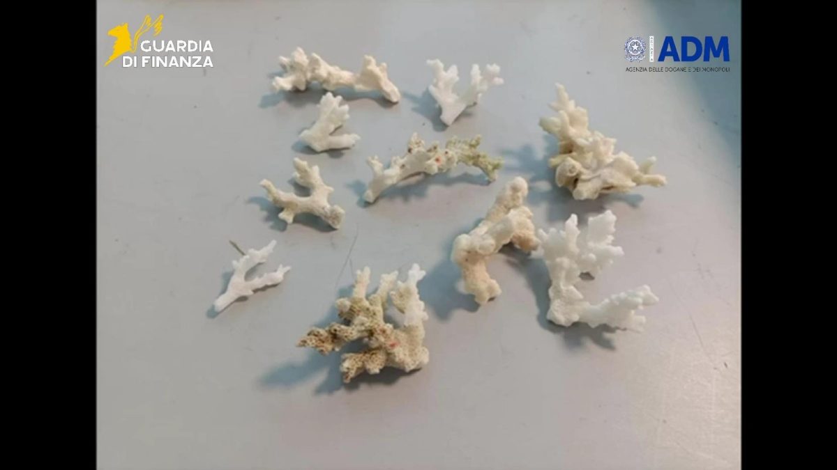 VIDEO | Sequestrato corallo all’aeroporto di Palermo, sanzionati due turisti