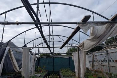 Siccità, maltempo e danni per un miliardo all’agrumicoltura catanese. L’allarme: “Sull’orlo del precipizio”