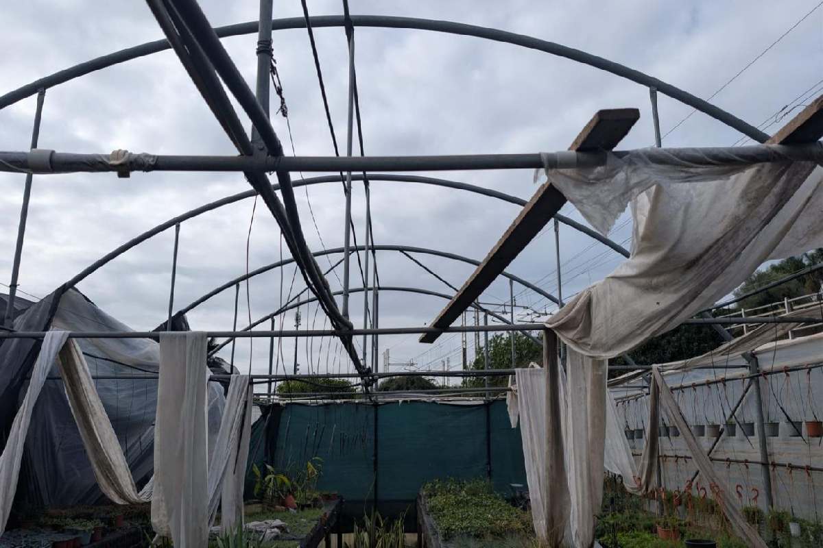 Siccità, maltempo e danni per un miliardo all’agrumicoltura catanese. L’allarme: “Sull’orlo del precipizio”