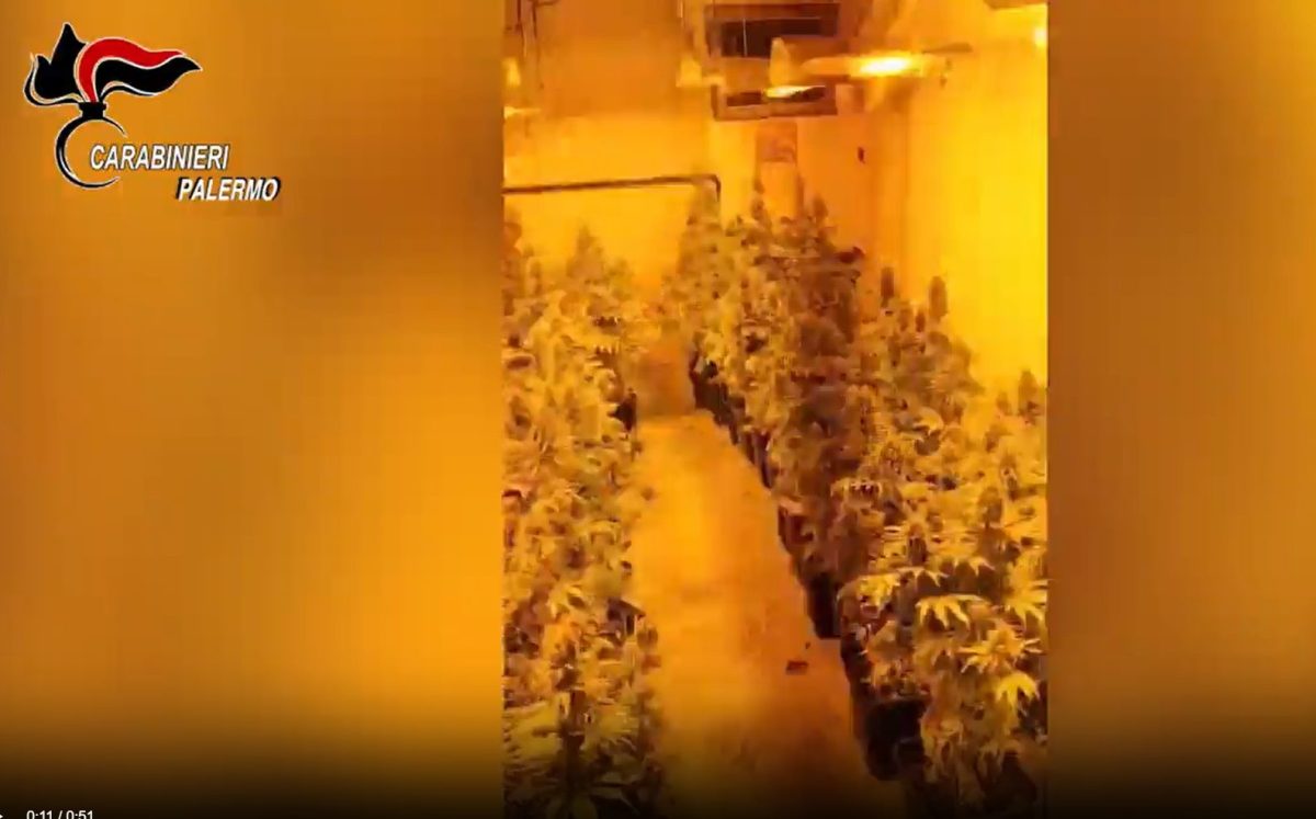 VIDEO | Palermo, carabinieri scoprono una serra di marijuana in un palazzo
