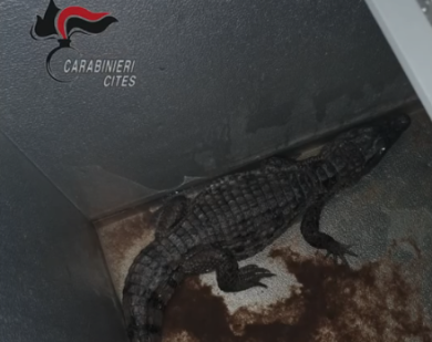 VIDEO | Scoperta shock dei carabinieri,  anaconda, pitoni e anche un caimano nascosti nel seminterrato: le immagini