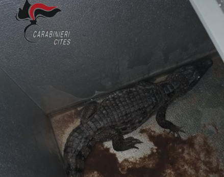 VIDEO | Scoperta shock dei carabinieri,  anaconda, pitoni e anche un caimano nascosti nel seminterrato: le immagini