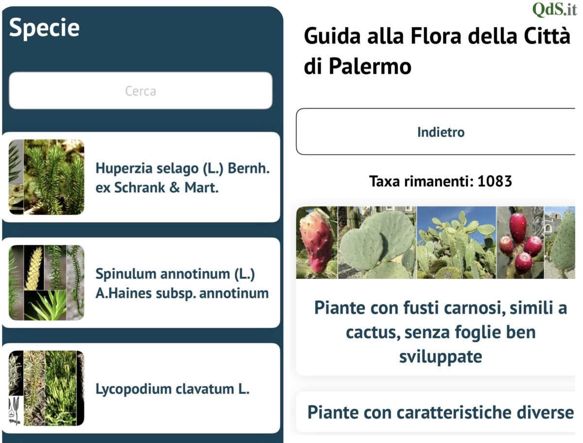 Verde urbano a portata di app: alla scoperta della flora di Palermo con Urban Flor@