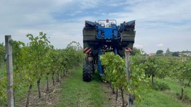 In Toscana al via bando da 28 mln per giovani agricoltori