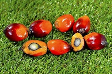 Crisi Golfo spinge i prezzi mondiali dell’olio di palma