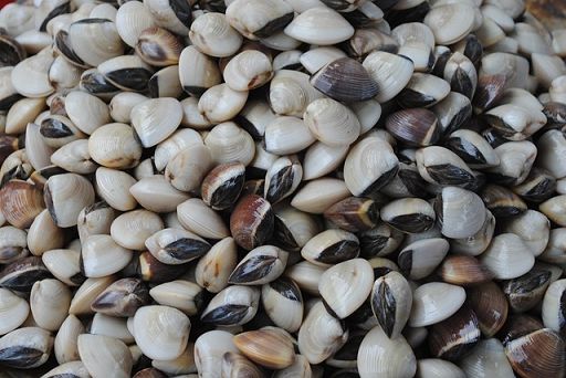 Veneto Agricoltura firma accordo riattivazione produttiva vongole