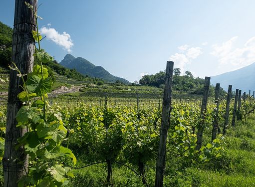 Cavit a Vinitaly rilancia il Pinot Bianco e la Schiava trentini