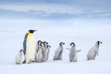 Wwf, Pinguino imperatore a rischio, la Iucn lo “riclassifica”
