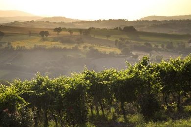 Le Marche al Vinitaly con 106 aziende, puntando su export e turismo