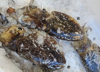 La primavera spinge attività di pesca, fragole regine mercati