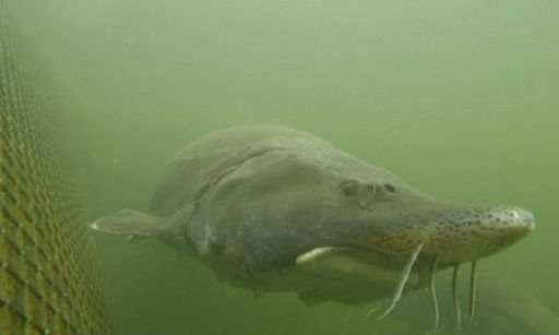 Vino, pesce italiano protagonista a Vinitaly con Confagricoltura