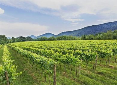 A Vinitaly CamCom Irpinia Sannio guida collettiva di 101 espositori