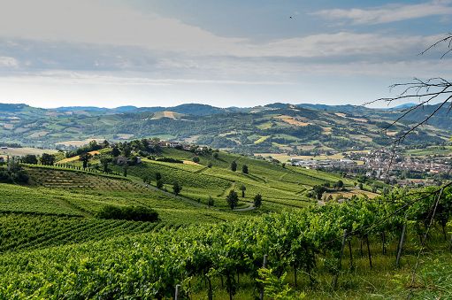 Vino, in Emilia-Romagna meno volumi e più vigneto bio e sostenibile