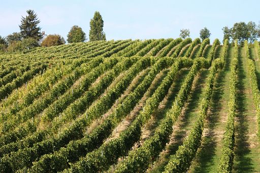 Lollobrigida: Italia può primeggiare nel vino anche in valore