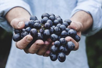 A Vinitaly confronto su rischio in filiera vino firmato Ismea
