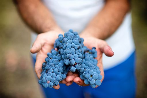 Coldiretti: da Toscana prima pianta Sangiovese fatta con le Tea