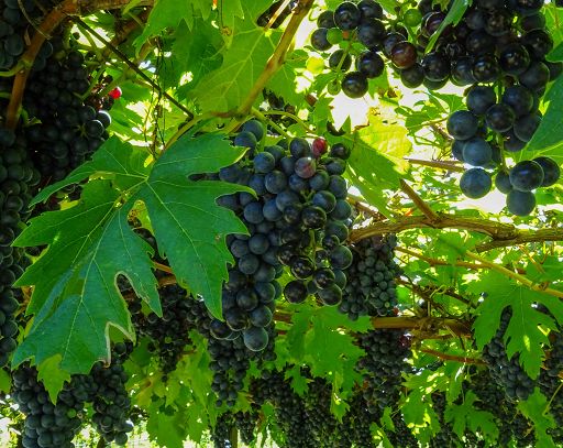 Vino, Letrari lancia l’Enantio Rosato, da autoctono raro a piede franco