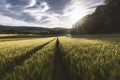 Da Piemonte 14,4 mln per sostenere gli agricoltori di montagna