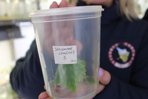 Coldiretti: dalla Toscana primo vitigno Sangiovese coltivato Tea