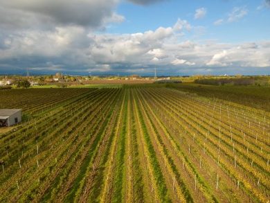 Sammartino (R. Sicilia): nuove risorse per misura lotta integrata