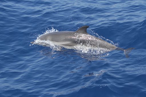 Wwf: Al via la nuova stagione delle vele del panda: