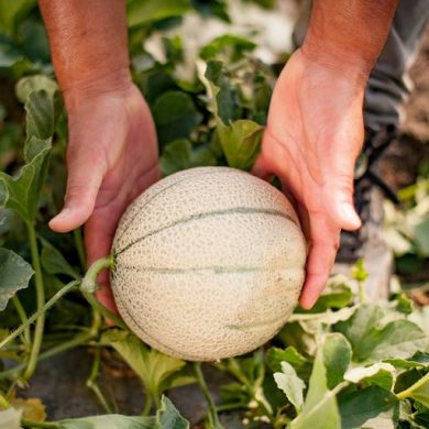 Al via stagione del melone retato, focus su campagna al Macfrut