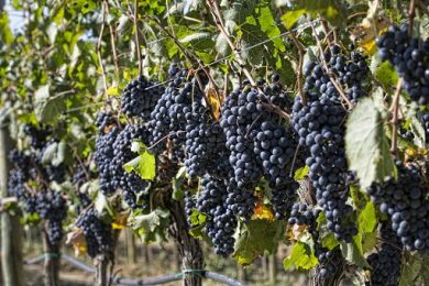 ”Sangiovese Festival” il 18 e 19 aprile a San Giovanni Valdarno