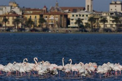 Wwf italia e Italo insieme per promuovere una mobilità più sostenibile