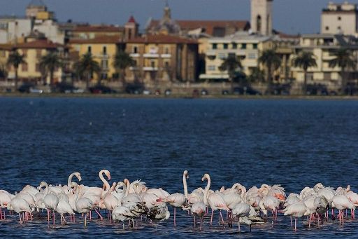 Wwf italia e Italo insieme per promuovere una mobilità più sostenibile