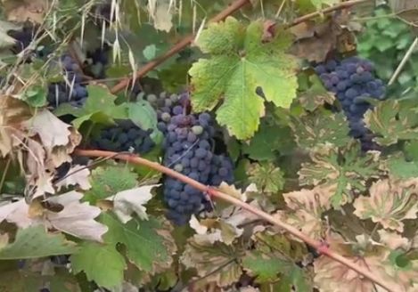 ”Grape4vine”: una nuova difesa della vite contro peronospora e botrite
