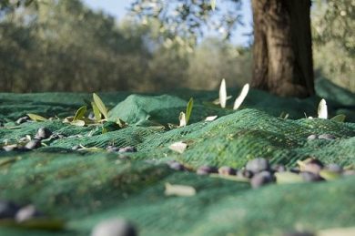 Premiate a Firenze le migliori Dop e Igp di olio della Toscana