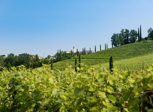 Maltempo, appello vignaioli a Fedriga per salvare Ronco della Chiesa