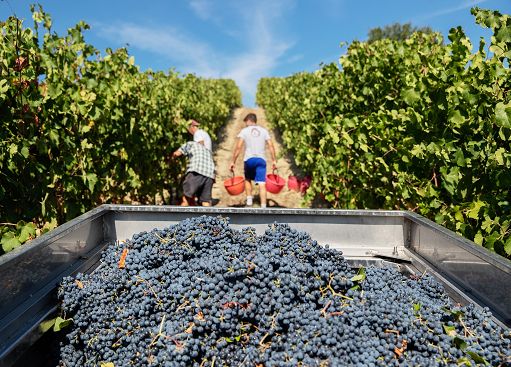 Vino, “Lambrusco a Palazzo”: il 9 e 10 maggio la decima edizione Vino, “Lambrusco a Palazzo”: il 9 e 10 maggio la decima edizione