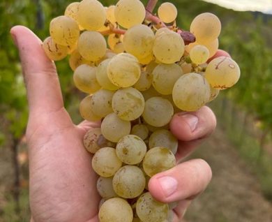 Cantina Mauro Veglio debutta nei vini bianchi con un Timorasso