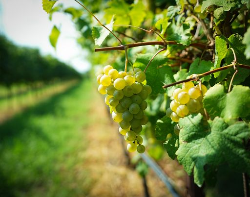 Consorzio Lambrusco lavora a sottozona Scandiano promuovendo la Spergola